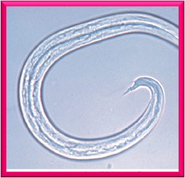 first-stage larbae of Aelurostrongylus abstrusus