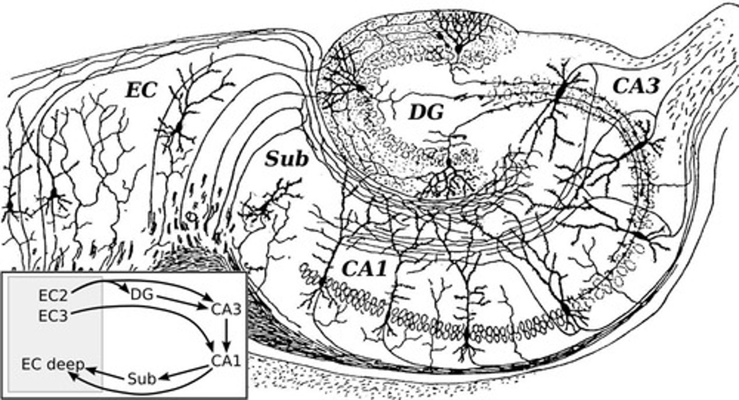<p>It provides major inputs to the dentate gyrus and is involved in memory and spatial navigation.</p>