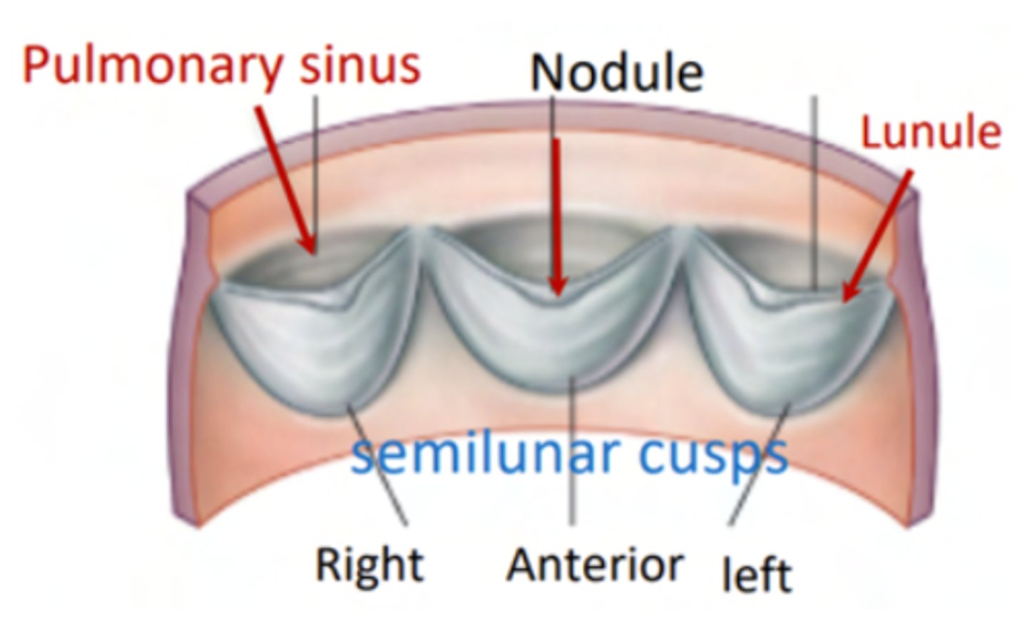 <p>. Nodules. (little point at the center)</p><p>. Lunules (from the nodule to the wall)</p><p>. Sinus (left in between)</p>