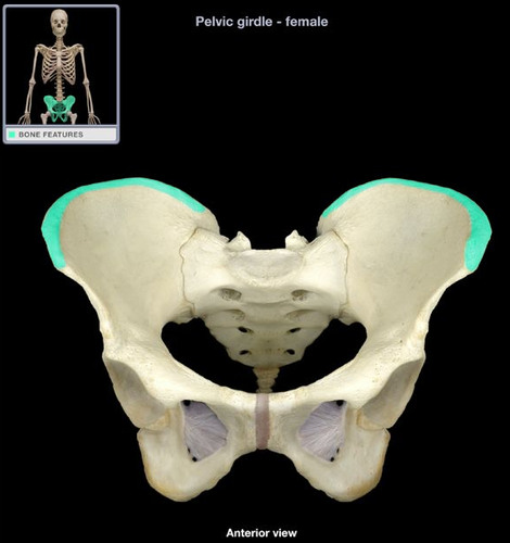 superior border of ilium