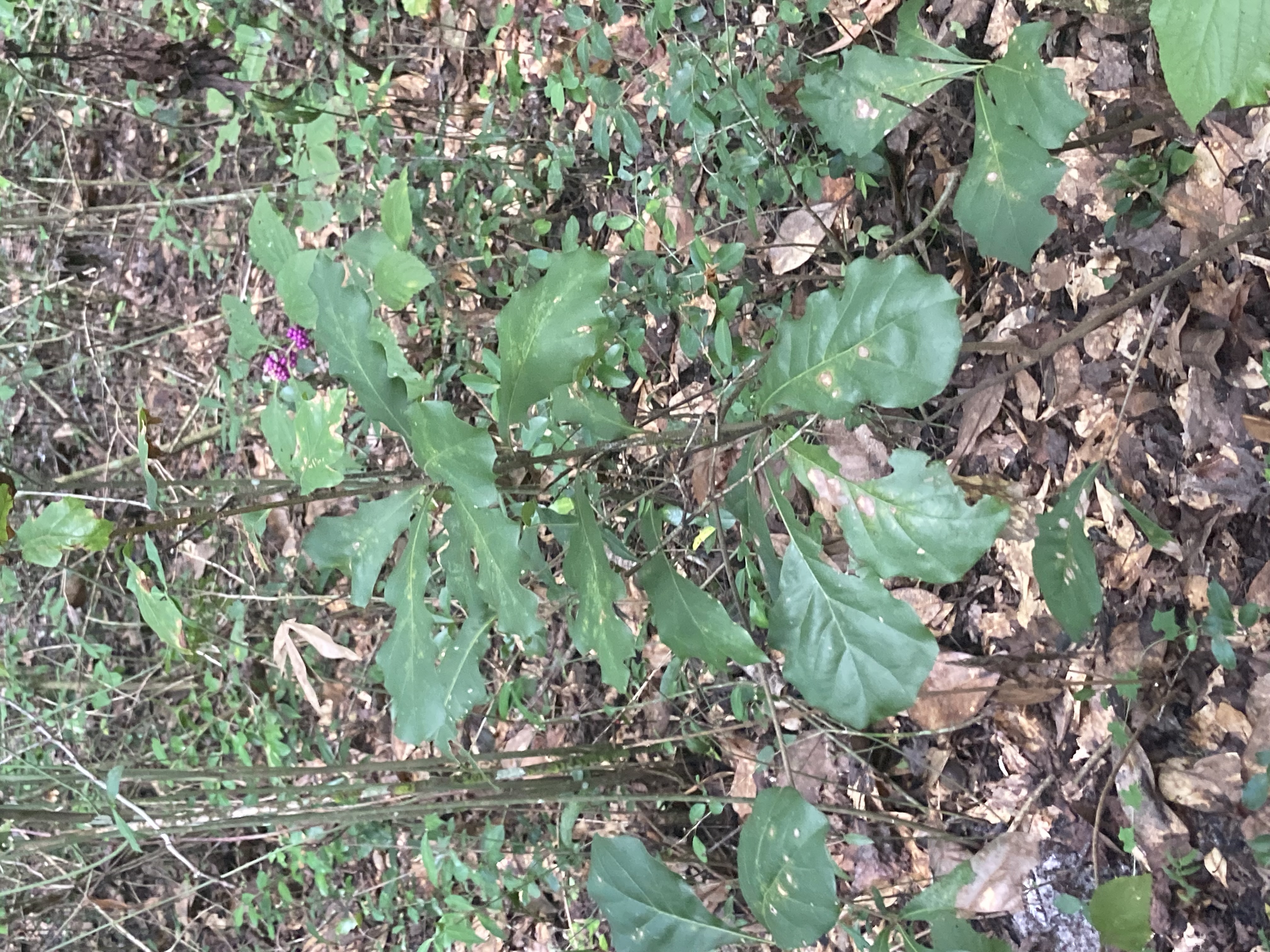 <p>What is this plant?</p>