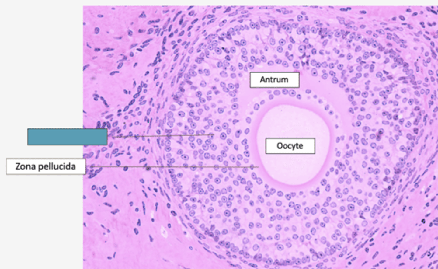 <p>Identify the layer</p>