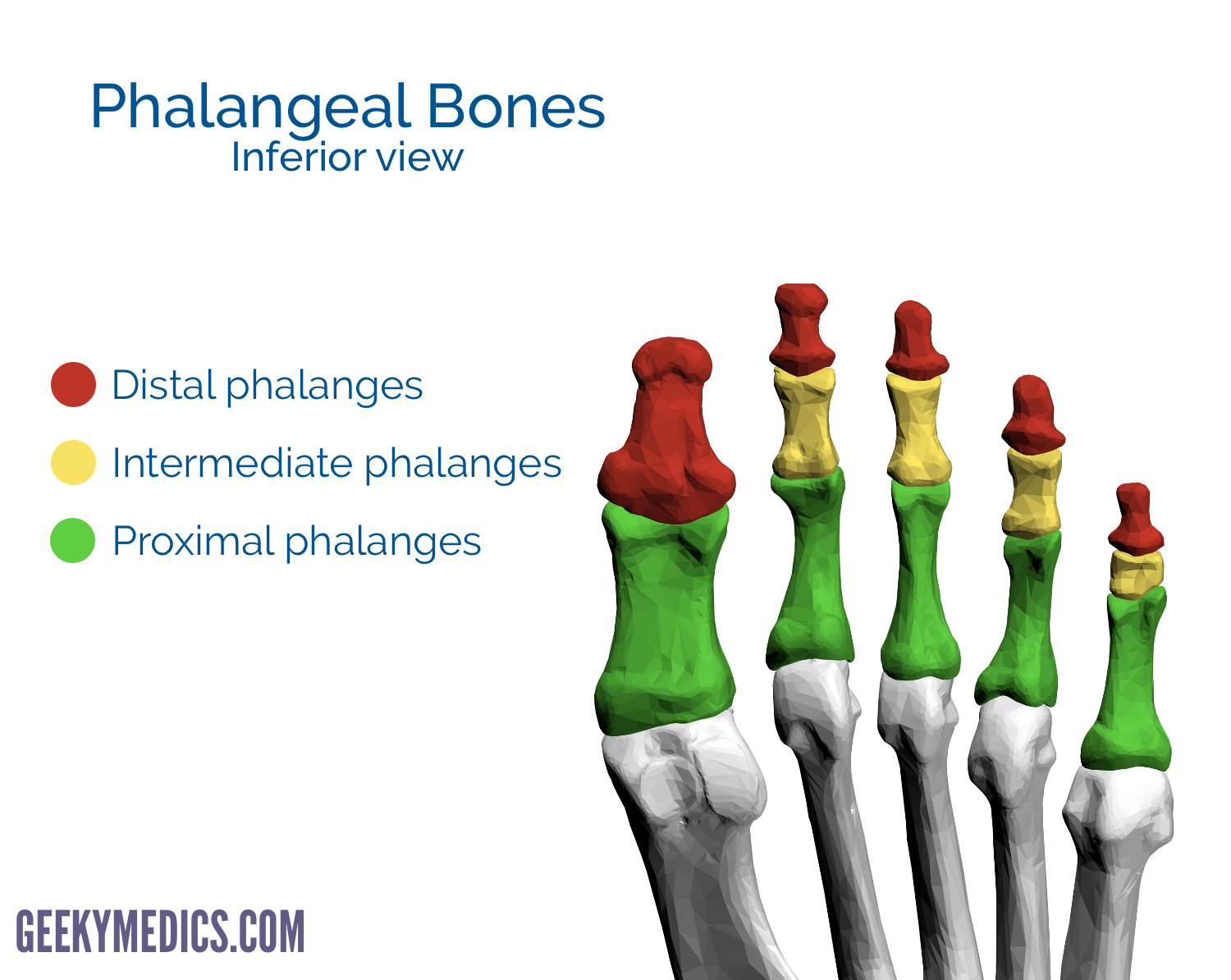 <p>Toe bones — proximal, middle, and distal phalanges (except big toe). Function: Allow toe movement and serve as muscle attachment points.</p><p>The bones of the toes that consist of three sections (proximal, middle, distal) for each toe, except the big toe which has two. They enable movement and balance during walking. </p>