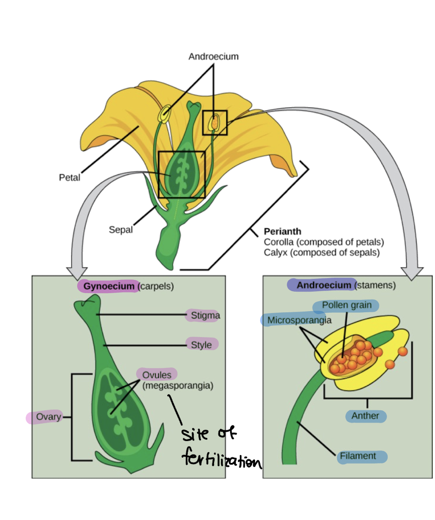 <p>ovary</p><p>macrospore/ovule found within</p><p>undergoes meiosis and mitosis to form the megagametophyte/embryo sac</p>