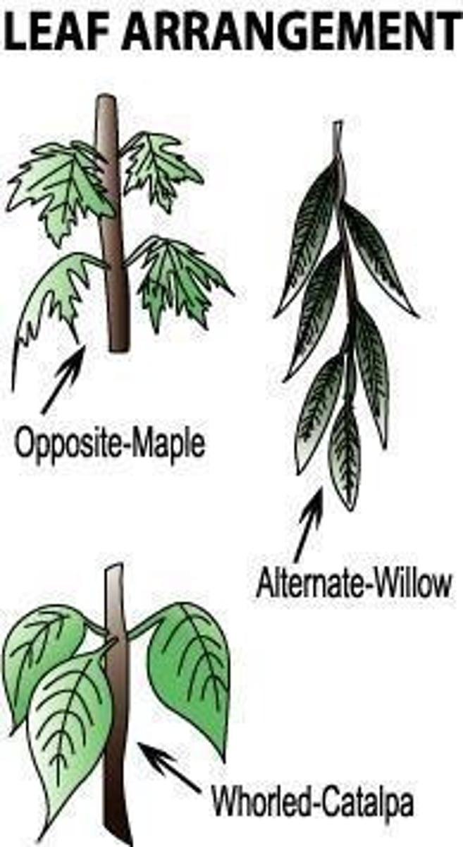 <p>The arrangement of leaves on the stem.</p>