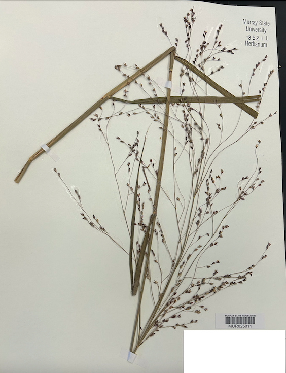 <p><span style="background-color: transparent;"><span>Order? Family?</span></span></p>