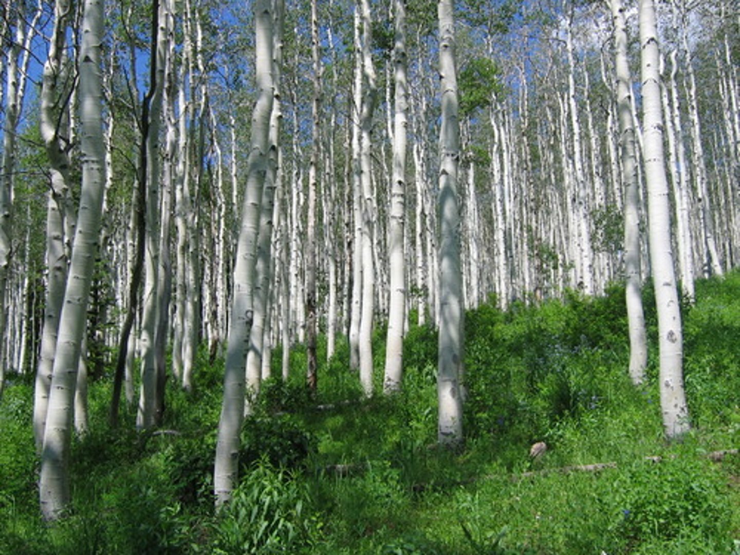<p>brzoza - a tree with white bark</p>
