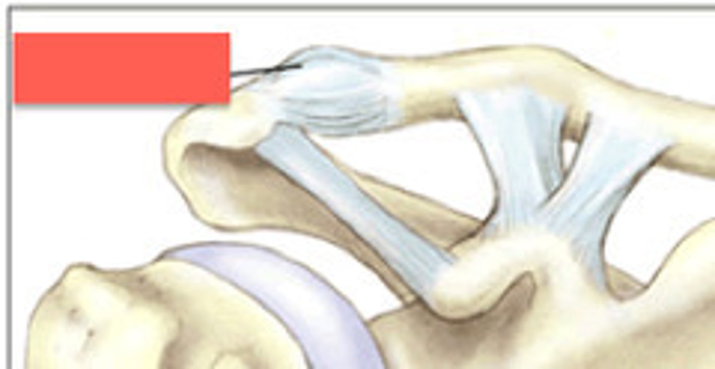 <p>Name this ligament</p>