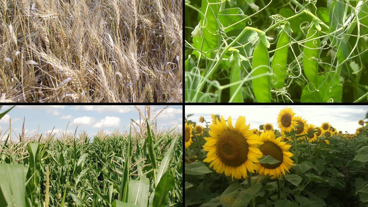 Crop rotation 