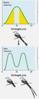 <p>mode of natural selection which decreases the frequency of the mean phenotype, but increases the frequency of extreme phenotypes </p>