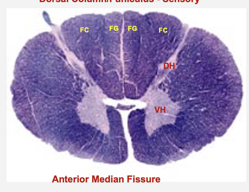<p>cervical spinal cord cross-section structures&nbsp;</p>