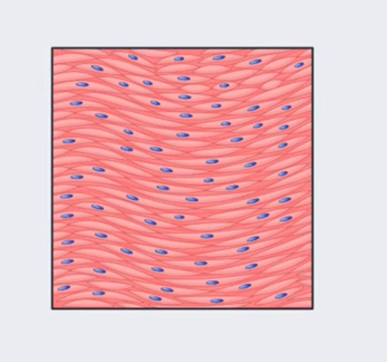 <p>Type of tissue</p>