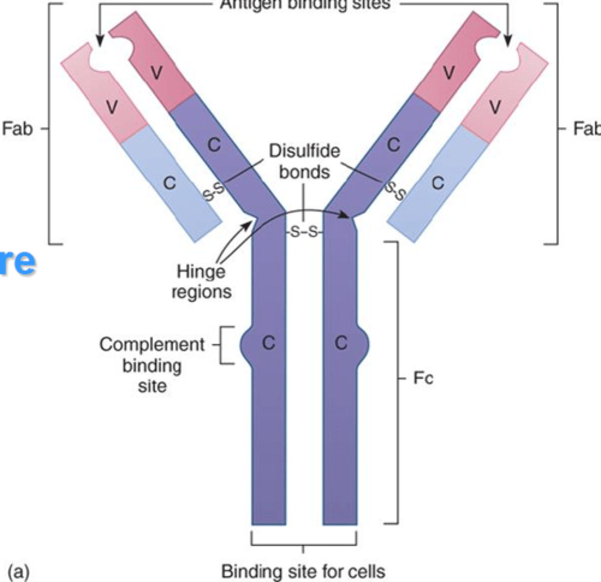 <p>Allows flexibility when the antibody binds to the antigen</p>