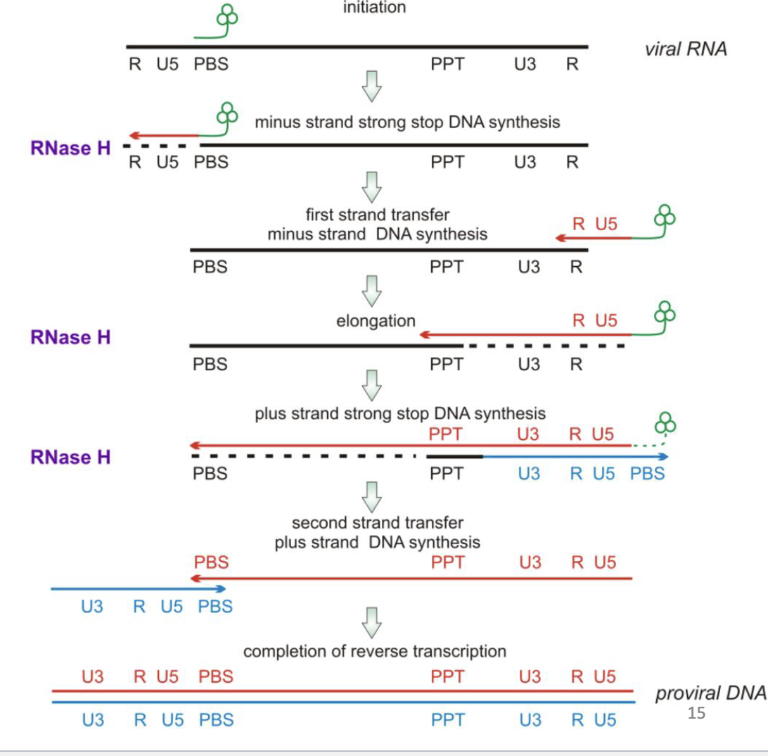 <p><strong>1. Synthesis of the Minus-Strand DNA (First Strand)</strong></p><ul><li><p>RT uses the viral RNA genome as a template and a host tRNA molecule as a primer.</p></li><li><p>It synthesizes a complementary DNA strand (<em>minus-strand DNA</em>) from the RNA template, moving in the 5′ to 3′ direction.</p></li><li><p>As RT synthesizes DNA, it degrades the RNA template through its <strong>RNase H activity</strong>, except for a small RNA fragment called the <strong>polypurine tract (PPT)</strong>.</p></li></ul><p><strong>2. Synthesis of the Plus-Strand DNA (Second Strand)</strong></p><ul><li><p>The remaining RNA PPT fragment acts as a primer for the synthesis of the complementary DNA strand (<em>plus-strand DNA</em>).</p></li><li><p>RT synthesizes this second strand using the newly created minus-strand DNA as a template.</p></li></ul><p><strong>3. Formation of Double-Stranded Proviral DNA</strong></p><ul><li><p>RT facilitates strand transfer and recombination events, ensuring the ends of the DNA (long terminal repeats or <strong>LTRs</strong>) are properly aligned and completed.</p></li><li><p>The resulting <strong>proviral DNA</strong> is a linear, double-stranded molecule containing LTRs at both ends, which are crucial for integration into the host genome.</p></li></ul><p></p>