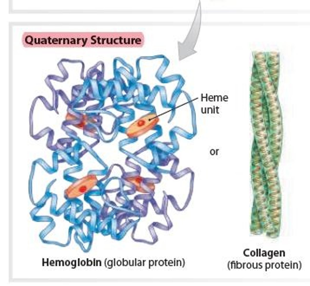 <p>Results from interaction between multiple polypeptide chains forming a protein complex</p><p>2 Examples:</p><p>1 • Hemoglobin</p><p>2 • Collagen</p>
