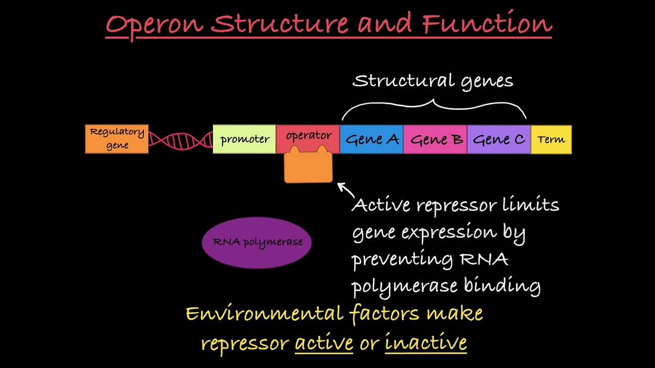 <p>whats the difference between a promoter, an operator, and an activator sequence?</p>