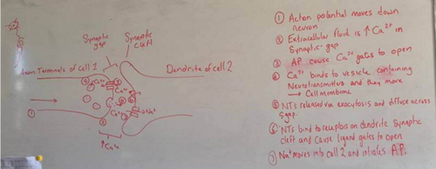<p>1. an incoming action potential research the axon terminal and causes depolarisation in the presynaptic knob</p><p>2. voltage gated calcium channels open; an influx of calcium in the synaptic gap enters the cell and binds to neurotransmitter vesicles</p><p>3. these vesicles release neurotransmitters into the synapse via exocytosis</p><p>4. neurotransmitters diffuse across the synaptic gap & bind to receptor sites on the dendrites of the other neuron. this triggers ligand-gated ion channels to open</p><p>5. the influx of sodium can initiate a new action potential in the postsynaptic neuron</p>