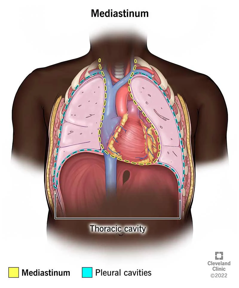 <p>A septum between the lungs</p>