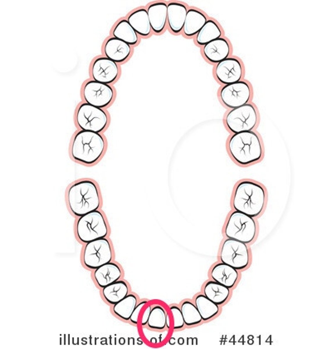 <p>LR central incisor</p>
