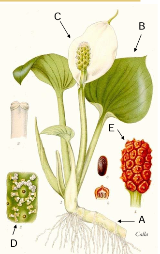 term image