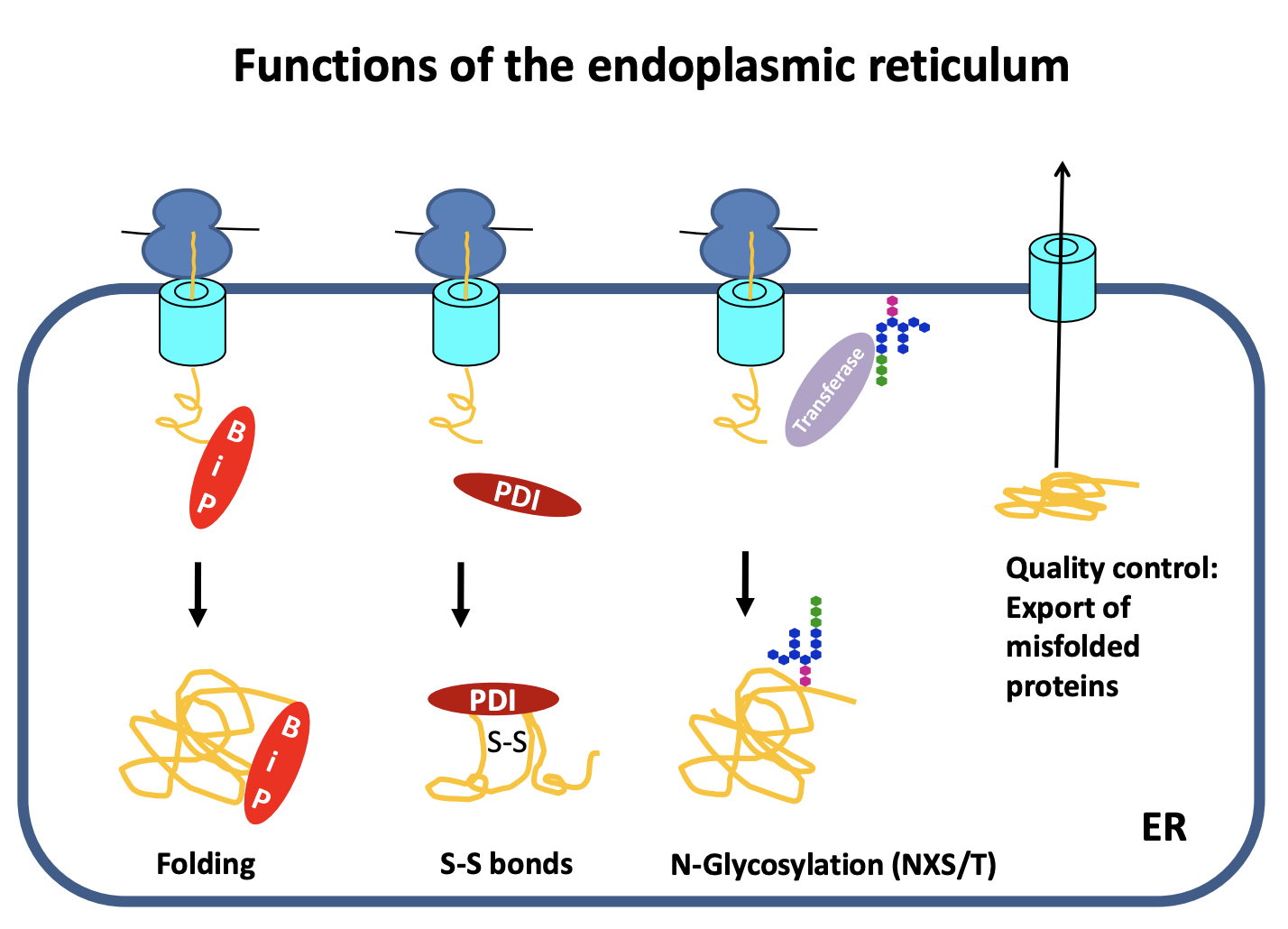 <ul><li><p>ensures only correctly folded proteins are shipped to the golgi</p></li><li><p><strong>what happens to the others:</strong></p><ul><li><p>exported to the <strong>cytosol→ degraded</strong></p></li></ul></li></ul><p></p>