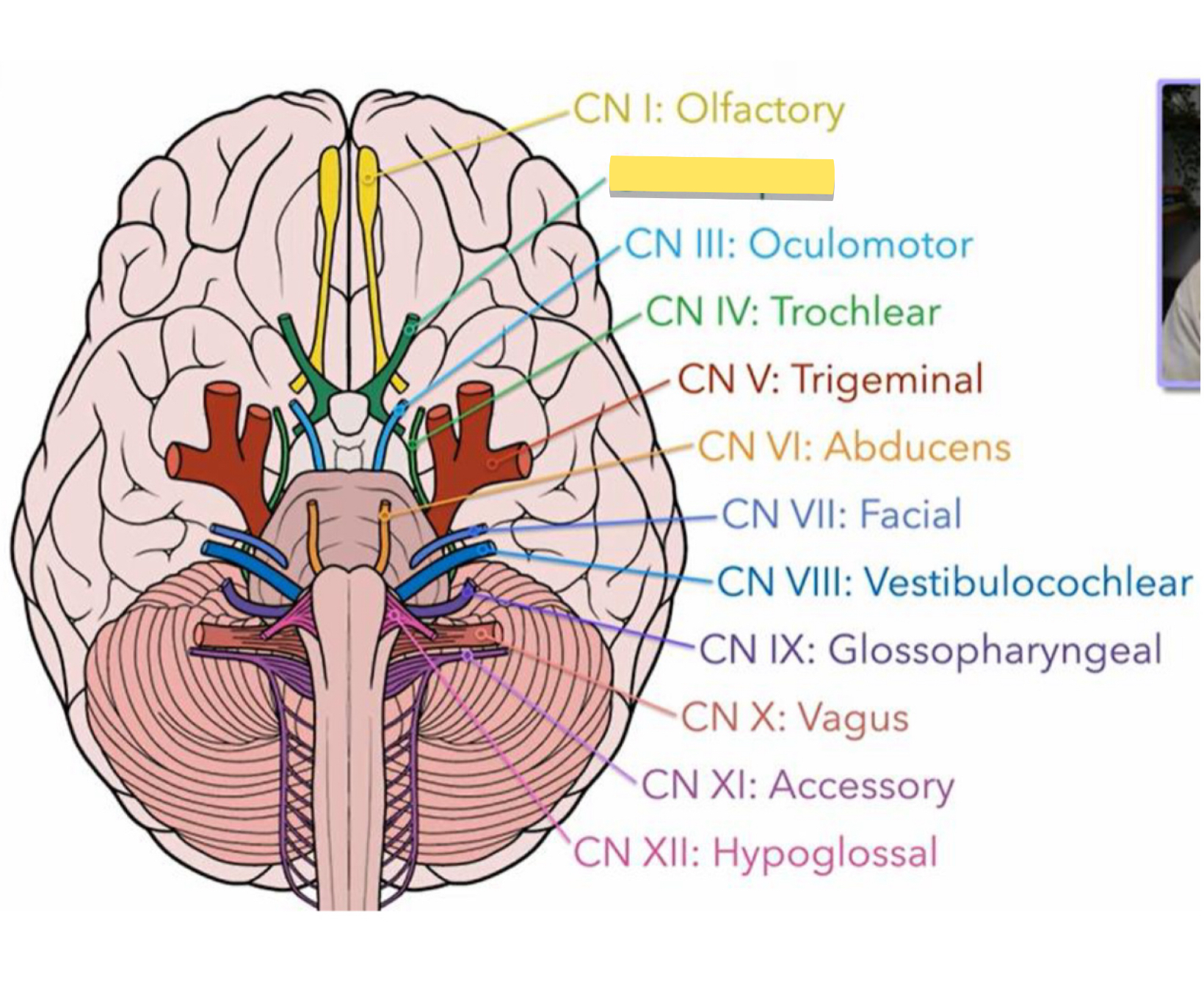 <p>Name this cranial nerve&nbsp;</p>