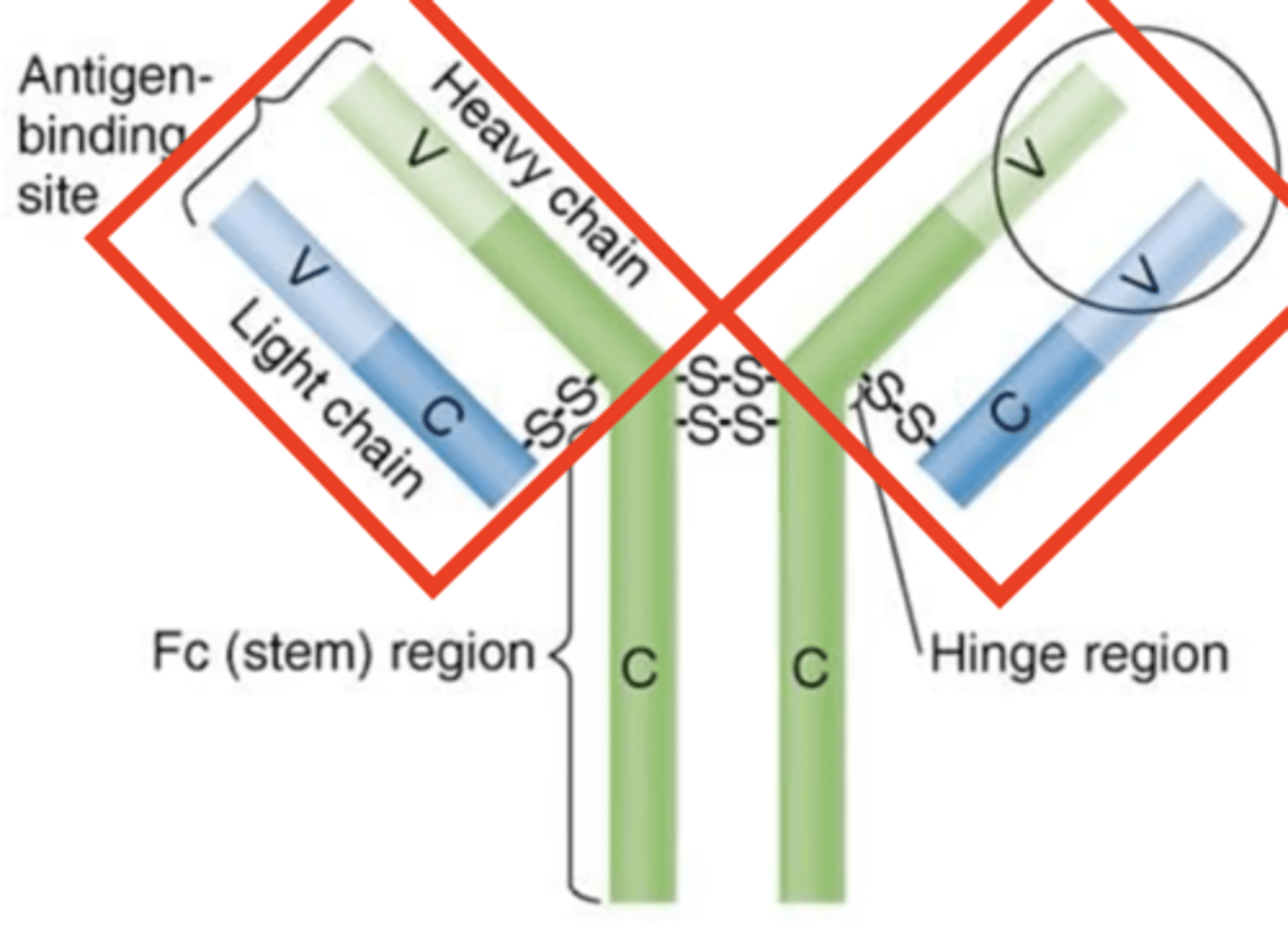 <p>Antibody structure</p><p>Which structures are these?</p>
