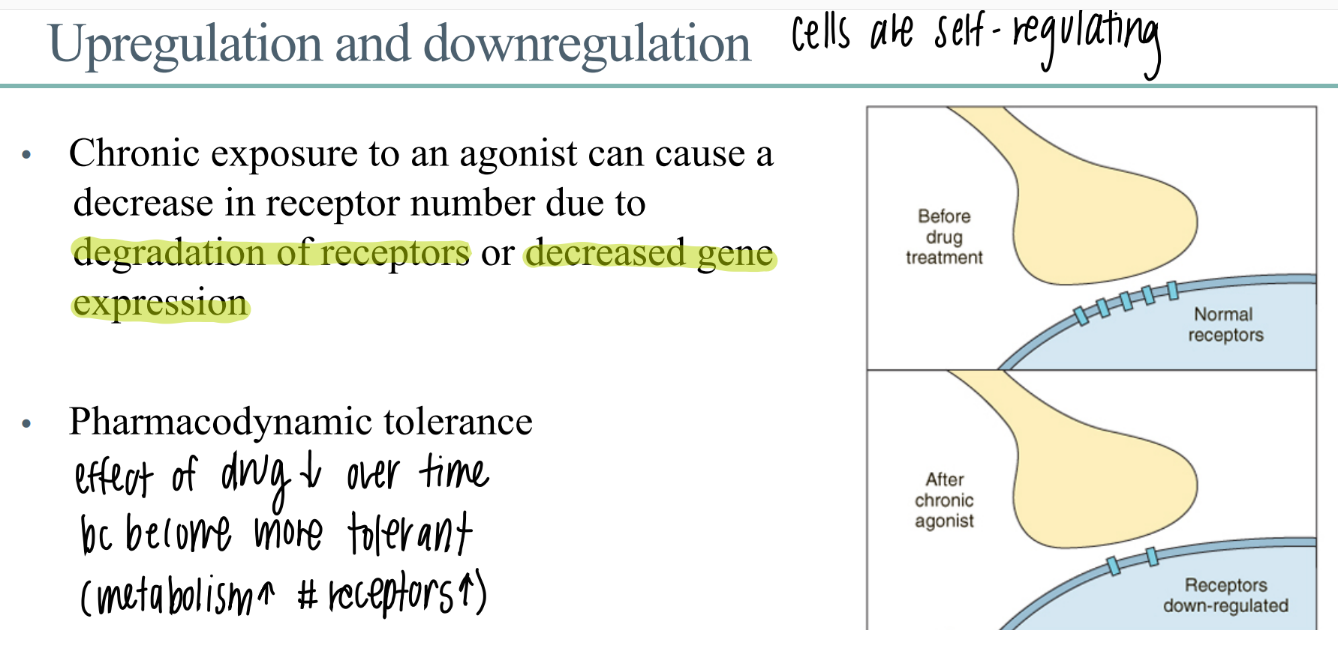 <p>receptors are down regulated → effect of drug DECREASES over time </p>