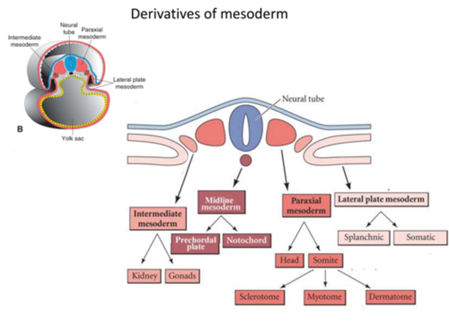<p>It splits into *somatic (parietal) and splanchnic (visceral)* layers forming body walls and circulatory components.</p>