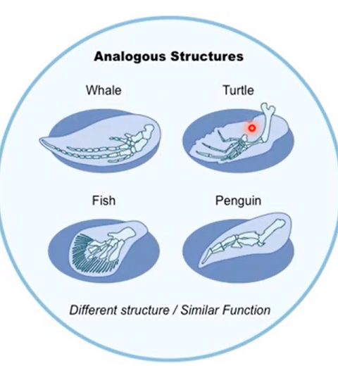 <ul><li><p>a different structure but the same function</p></li><li><p>due to similar selection pressures</p></li><li><p>no common ancestor</p></li></ul><p>example: flippers/fish tails. they look different but they all need to swim</p>