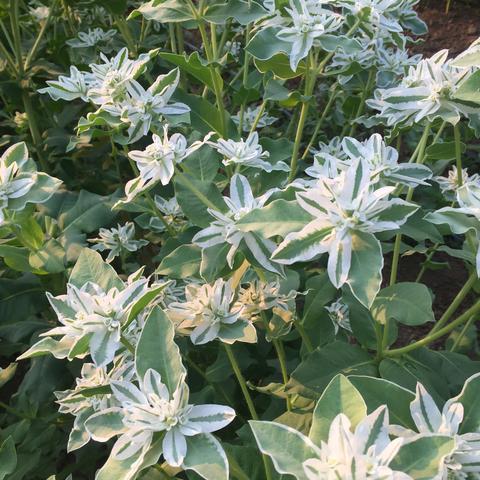 <p>snow on the mountain</p>