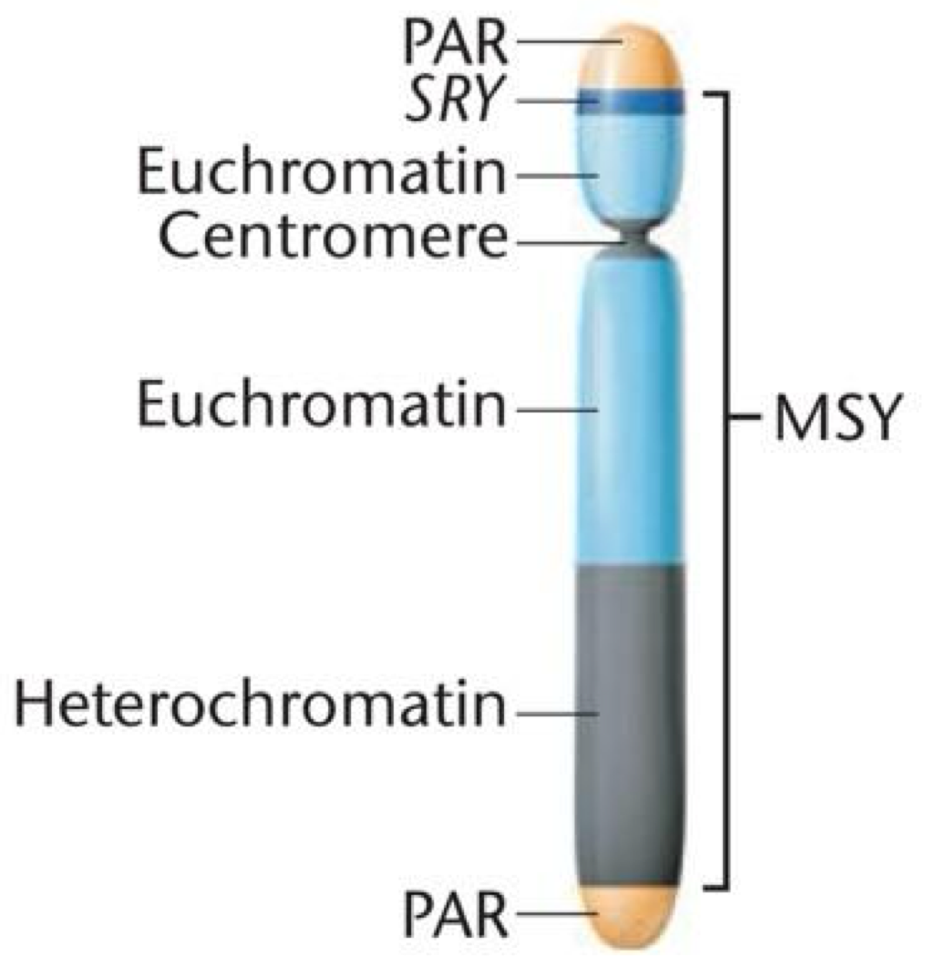 <p>medulla develops into testes</p><ul><li><p>Y chromosome has at least 75 genes</p><ul><li><p>95% of Y chromosome doens’t recombine w/ X = <strong>MSY</strong> (male specific region of Y)</p></li><li><p><strong>SRY</strong> (sex determining gene of Y) activates 6-8 weeks</p><ul><li><p>SRY gene encodes protein <strong>TDF </strong>= testes formation </p><p></p></li></ul></li></ul></li></ul><p></p>