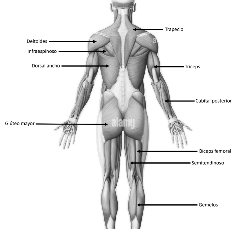 <p>34. En la ilustración identifica los principales músculos del cuerpo humano región posterior</p><p></p>