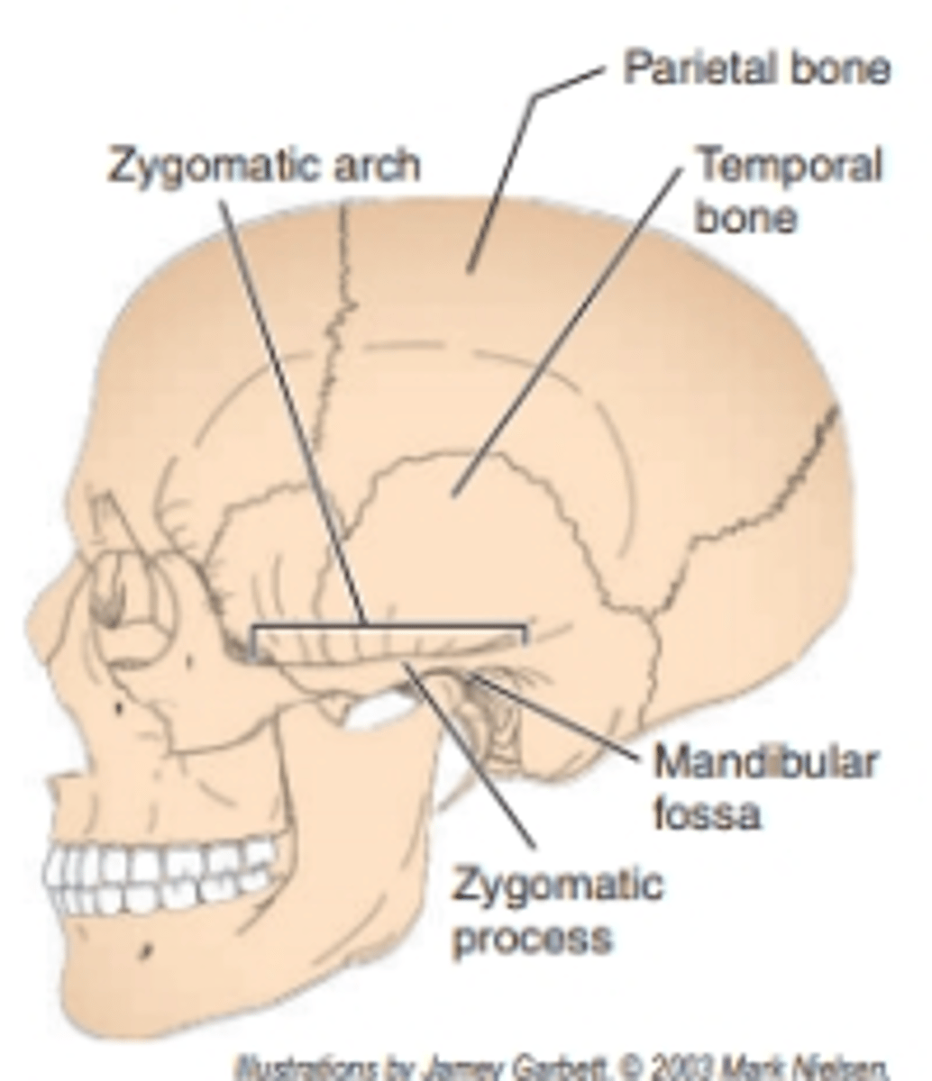 <p>at the LATERAL and SUPERIOR aspects of the cranium</p>