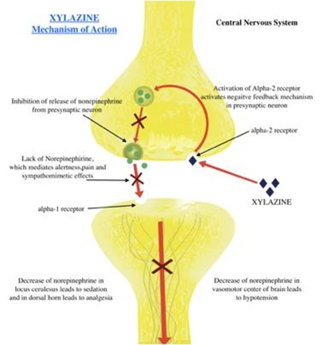 <p>Nn-opiod sedative or tranq used for sedation, anesthesia, muscle relaxation, and analgesia in animals.</p>