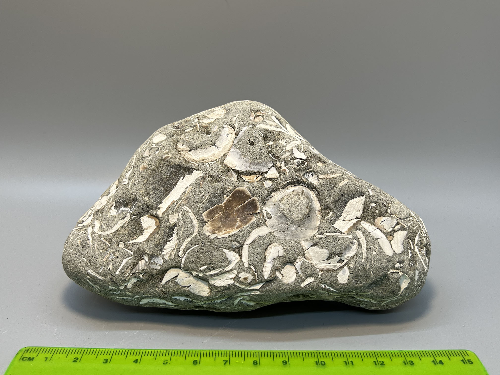 <p>Fossiliferous sandstone</p>