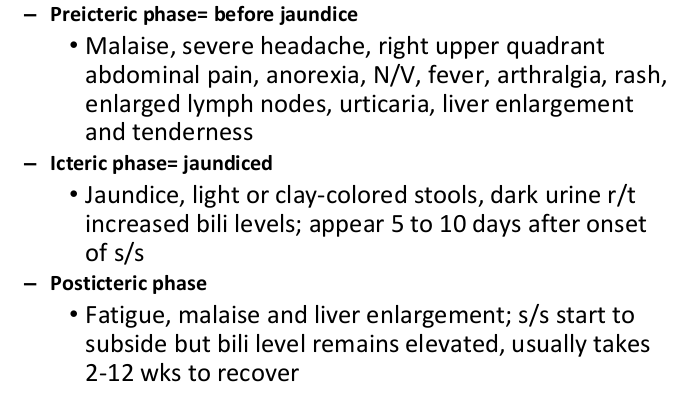 <p>preicteric: </p><ul><li><p>before jaundice. most infectious. headache, malaise, ruq pain, n&s, fever, joint point, rash, liver enlarged and tender</p></li></ul><p></p><p>icteric:</p><ul><li><p>jaundice. dark urine. light stool. increased bilirubin. edema bc low albumin. itchy </p></li></ul><p></p><p>post icteric:</p><ul><li><p>fatigue, malaise, liver enlargement, s&s start to subside. 2-12 weeks recovery </p></li></ul><p></p>