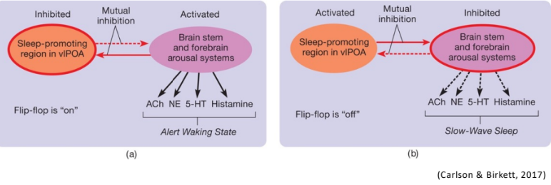 <p>The flip-flop switch model proposes that sleep and wake states are controlled by mutually inhibitory circuits—wake-promoting regions (like the RAS) inhibit sleep centres, and vice versa—allowing for rapid and stable transitions between sleep and wakefulness </p>