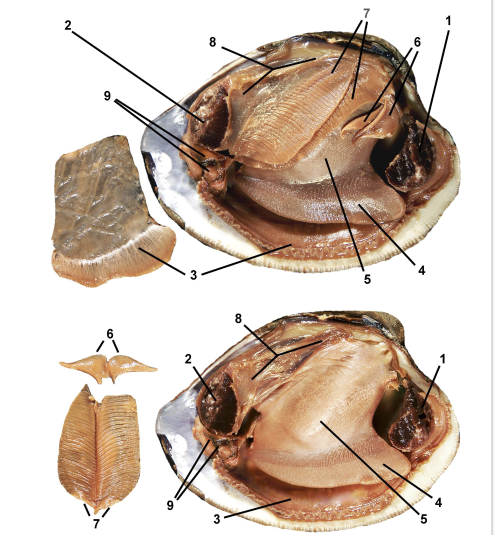 <p>Identify the labeled parts of this Venerida clam dissection.</p>