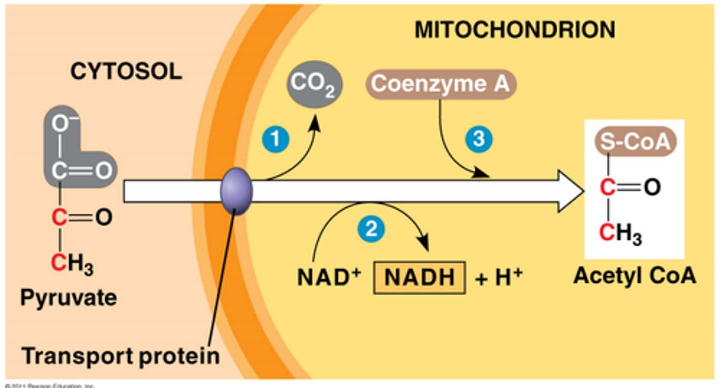 <p>matrix of mitochondria</p>