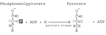 <p>Phosphoenolpyruvate + ADP » pyruvate + ATP</p>