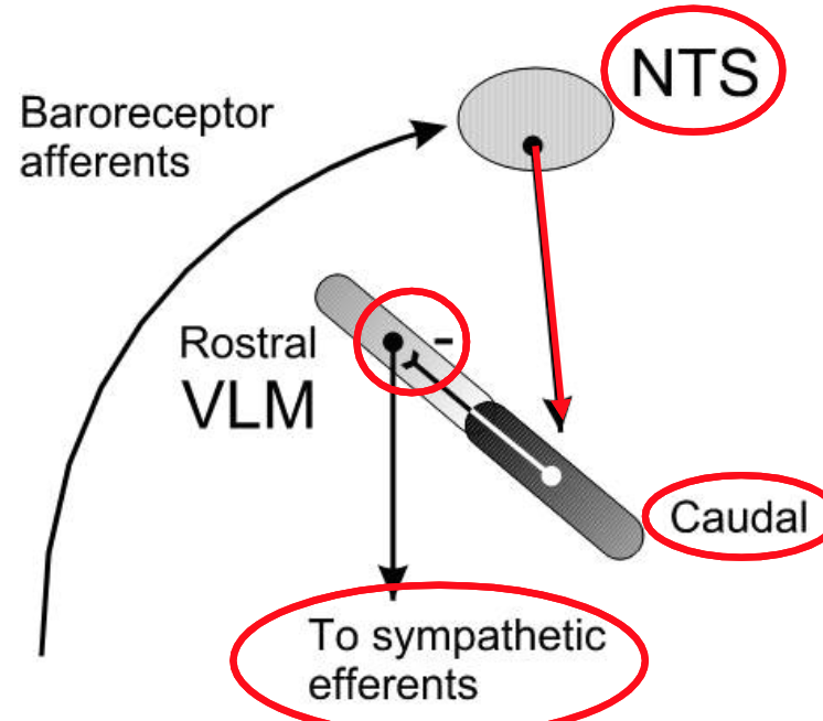 <p>NTS receives input from the baroreceptors. What happens if blood pressure is high?</p>
