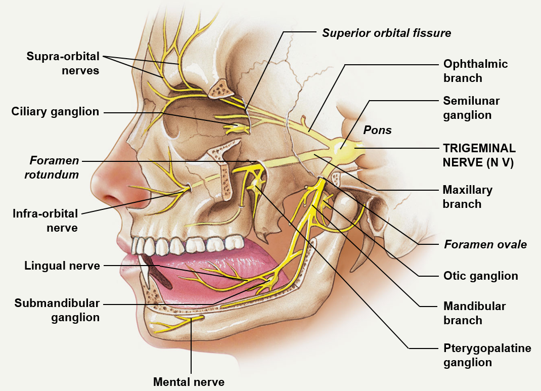 <p>The motor aspect of the trigeminal nerve controls eight muscles</p><ol><li><p>Tensor veil palatine muscle</p></li><li><p>Tensor tympani muscle</p></li><li><p>Mylohoid muscle</p></li><li><p>Anterior belly of the digastric</p></li><li><p>Temporalis muscle</p></li><li><p>Masseter muscle</p></li><li><p>Lateral pterygoid</p></li><li><p>Medial pterygoid </p></li></ol>