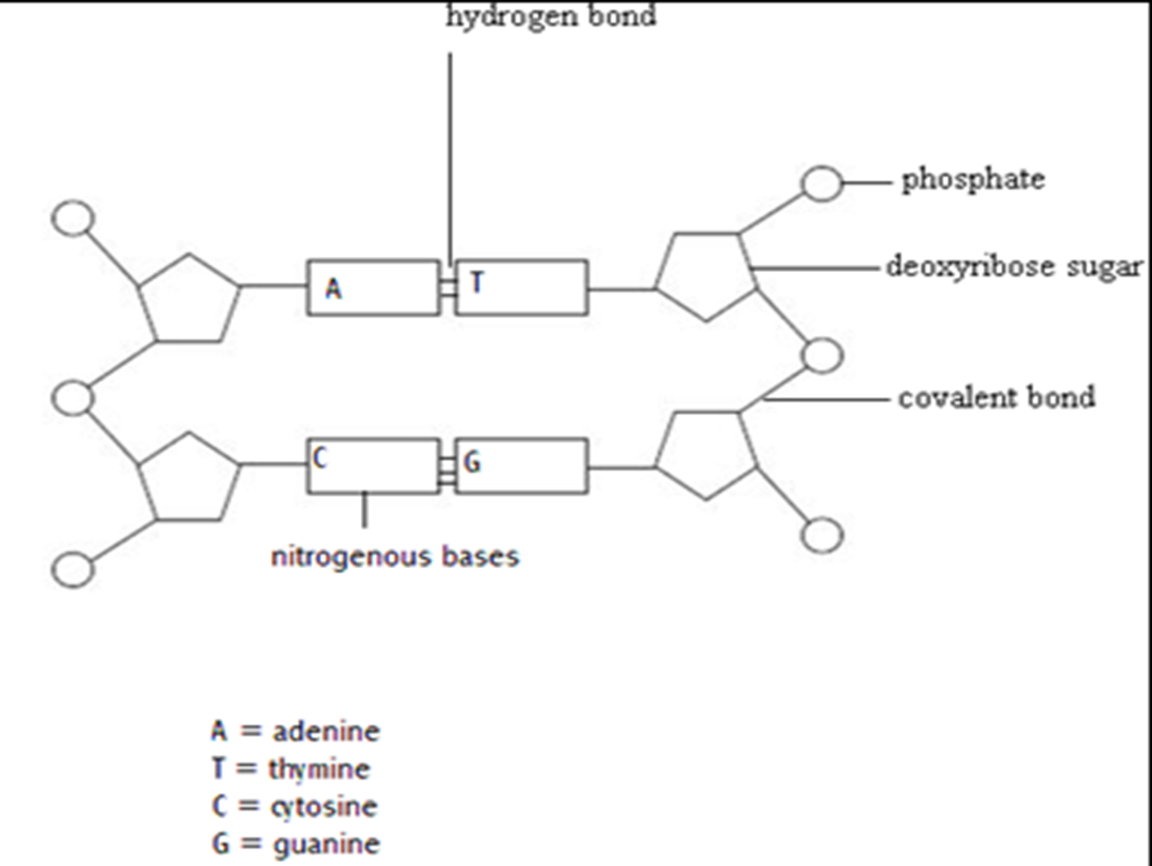 <p>In diagrams of DNA structure, students should draw the two strands antiparallel, but are not required to draw the helical shape.</p><p>Students should show adenine (A) paired with thymine (T), and guanine (G) paired with cytosine (C).</p><p>Students are not required to memorize the relative lengths of the purine and pyrimidine bases, or the numbers of hydrogen bonds. </p><h4 collapsed="false" seolevelmigrated="true">Marking Rubric</h4><ul><li><p>sugar, phosphate and base linked correctly to form at least one nucleotide</p><ul><li><p><em>ignore labelling of the subunits of the nucleotide. Carbon atoms in deoxyribose do not have to be numbered but the phosphate should be linked to C5 and the base to C1. Shapes other than circles and rectangles could be used for the phosphate and base</em>.</p></li></ul></li><li><p>deoxyribose,&nbsp;phosphate and named base labelled at least once</p></li><li><p>adenine paired with thymine&nbsp;and&nbsp;cytosine&nbsp;paired with&nbsp;guanine</p><ul><li><p><em>Full names of all four bases are required, but not relative sizes of the purine and pyrimidine bases</em>.</p></li></ul></li><li><p>two antiparallel chains of nucleotides linked by&nbsp;hydrogen bonds with all sugar-phosphate bonds in correct position</p><ul><li><p><em>a bond should connect the C3 of deoxyribose on one nucleotide to the phosphate on the adjacent nucleotide. Two nucleotides in each strand is sufficient</em>.</p></li><li><p>this picture uses solid lines to draw hydrogen bonds. Try NOT to do that, use dotted lines instead.</p></li></ul></li></ul>