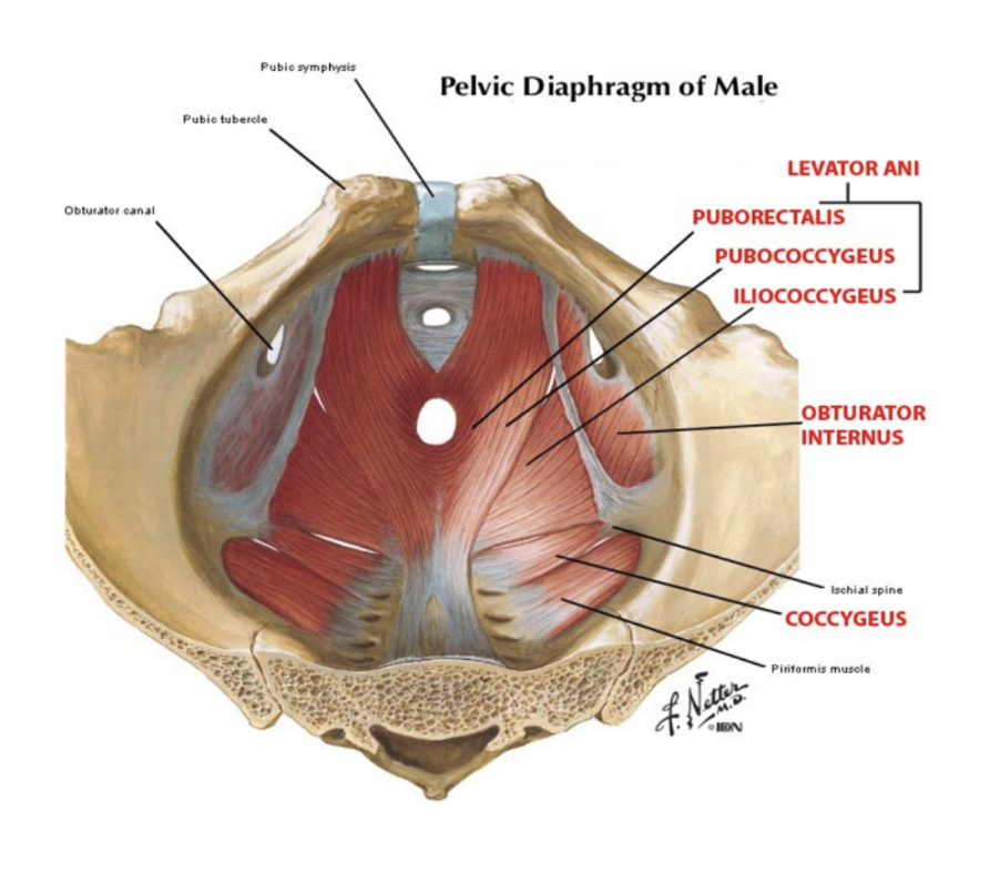 <p>Triangular muscle of the gluteal region in the lower limb, also serving as an important landmark dividing the gluteal region into an inferior &amp; superior part</p><ul><li><p>Origin — anterior surface of sacrum (bridges of bone)</p></li><li><p>Insertion — fibers travel inferiorly &amp; laterally through greater sciatic foramen to insert onto greater trochanter of the femur</p></li><li><p>Functions — lateral rotation &amp; abduction of the lower limb</p></li><li><p>Innervation — nerve to piriformis</p></li><li><p>(blood supply — superior &amp; inferior gluteal artery)</p></li></ul>