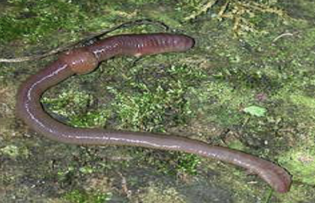 <p>Oligochaeta</p><img src="https://knowt-user-attachments.s3.amazonaws.com/43fbdcf1-ccd7-4c7f-9220-90ef19af61e4.png" data-width="100%" data-align="center"><p>Oligochaeta</p>