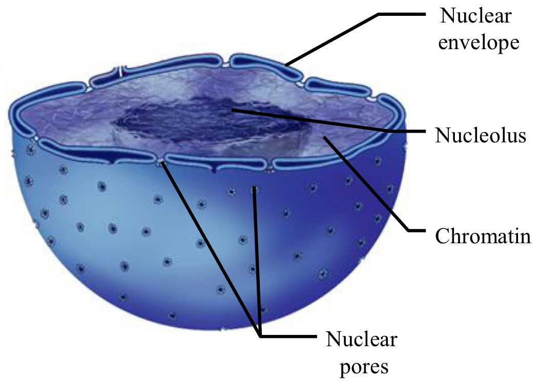 <ul><li><p>main function: transmission of genetic material + storage of info for protein synthesis</p></li><li><p>components</p><ul><li><p>chromatin: DNA associated with proteins that condenses to form chromosomes during cell division</p></li><li><p>nuclear envelope: double-layered, porous membrane that surrounds nucleus</p></li><li><p>nuclear pores: openings in nuclear envelope that allow selective movement of molecules in + out of nucleus</p></li><li><p>nucleolus: structure inside nucleus responsible for ribosomal RNA synthesis</p></li></ul></li></ul><p></p>
