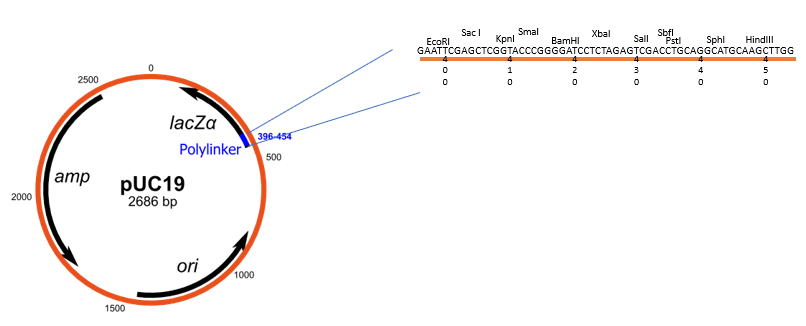 <p>A <span style="color: red"><strong>multiple cloning site (MCS)</strong></span>, also known as a <span style="color: red"><strong>polylinker</strong></span>, is a short DNA sequence within a plasmid or other cloning vector that contains a series of <strong>closely spaced and unique restriction enzyme recognition sites</strong>. These sites allow to insert foreign DNA into the vector at a precise location using restriction enzymes and DNA ligase.</p>