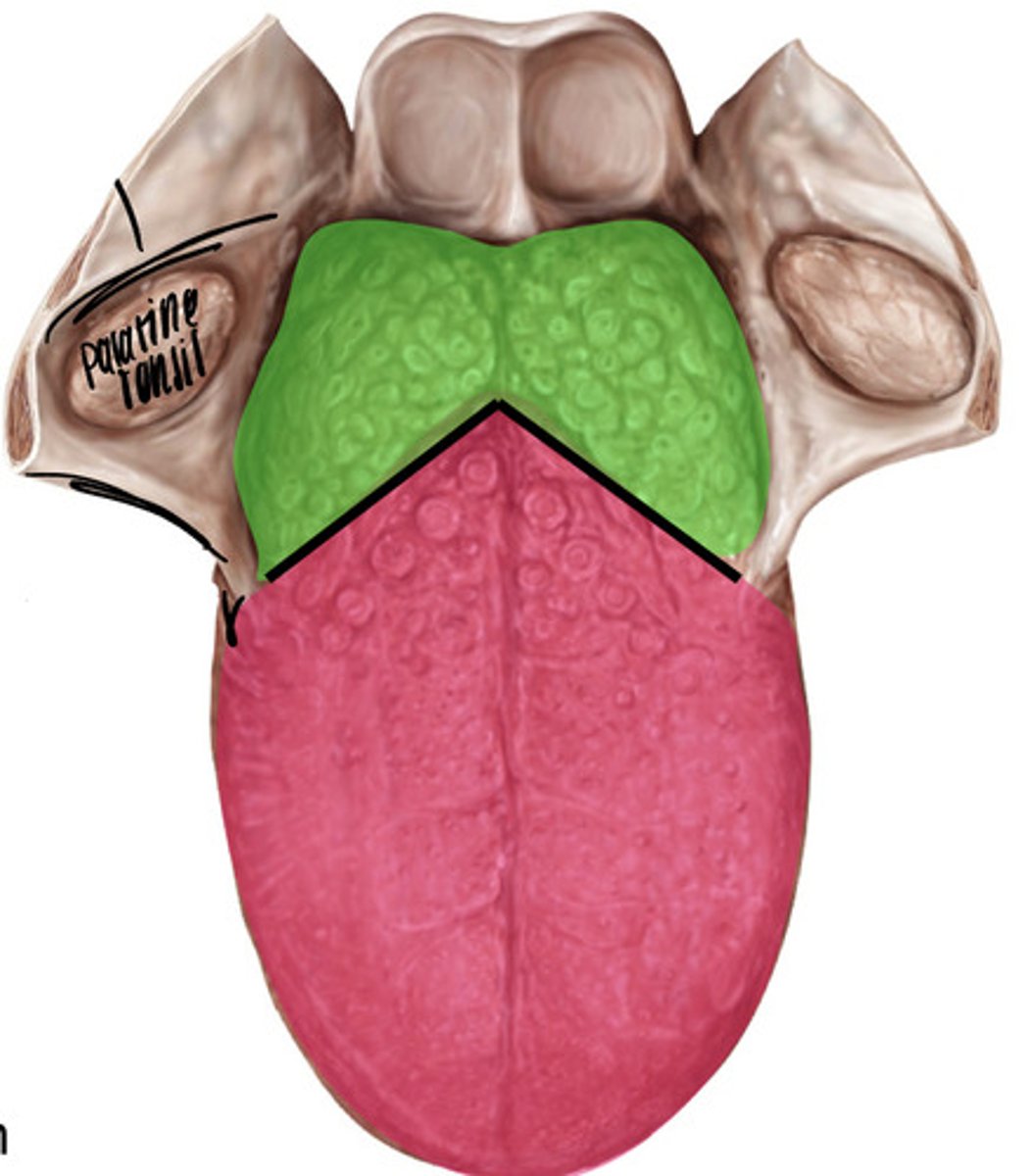 <p>a v-shaped groove called the sulcus terminalis</p>