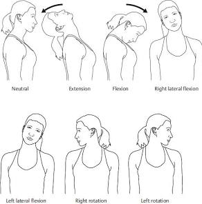 <p>Neck extension and lateral flexion (if scapula is fixed)</p>